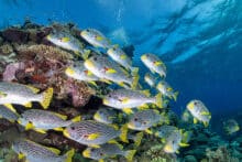 Schooling Diagonal Banded Sweetlip fish