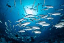 Schooling Trevally Osprey Reef.