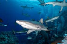 Shark Dive at Osprey Reef.