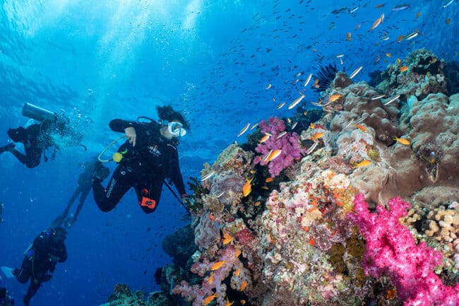 Steves Bommie dive site.