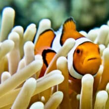 Anemonefish in Anemone.