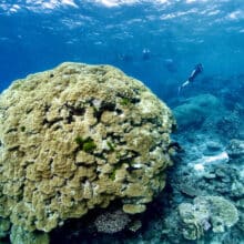 Boulder coral with snorkelers.