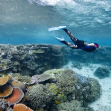 Snorkeler duck diving at Briggs Reef.