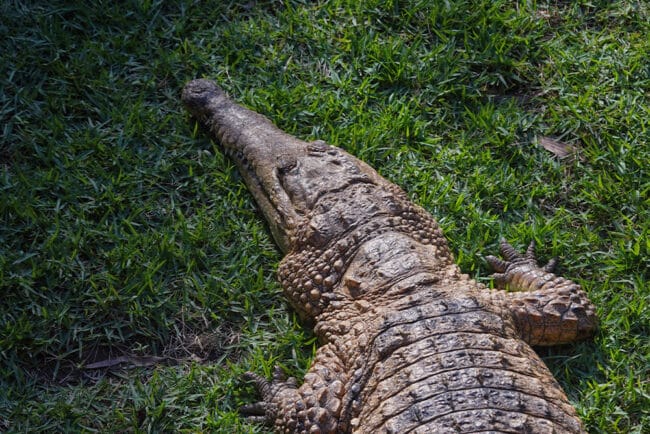 An Australian Freshwater Crocodile