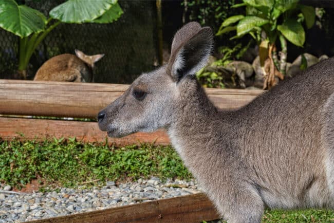 Australian Kangaroo