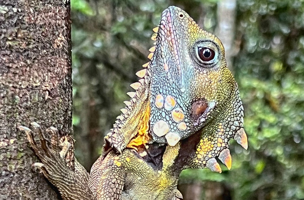 Boyds-Rainforest-Dragon---Billy-Tea-Safaris