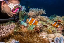 Scuba Diver with Anemonefish.
