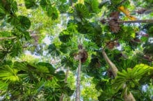 Fan Palms in the Daintree National Park