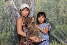 Koala Photo Kuranda