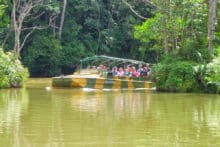 Rainforest-Army-Duck