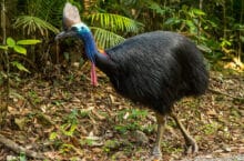 Southern-Cassowary