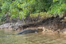 A very large Saltwater Crocodile on the bank.