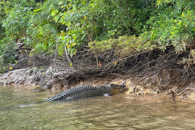 A very large Saltwater Crocodile on the bank.
