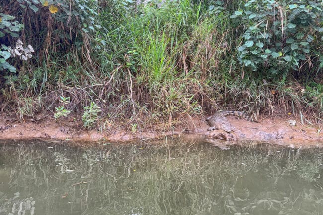 Muddy banks of the Daintree River.