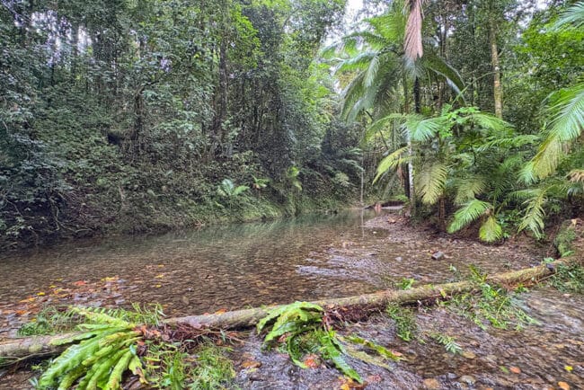 Crystal Clear Rainforest Stream.