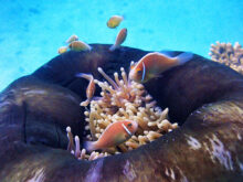 Anemonefish-Anemone photographed at Flynn reef