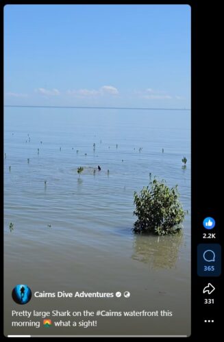 Shark fin visible near the Cairns waterfront in calm blue water, photographed from the Esplanade by Cairns Dive Adventures.