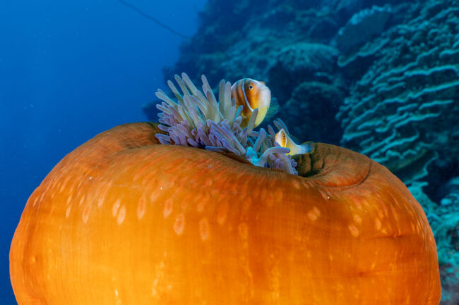 Anemonefish resting inside a vibrant orange soft anemone on the Great Barrier Reef.