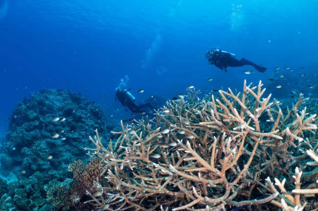 Divers swimming past large staghorn coral formations at Agincourt Reef.