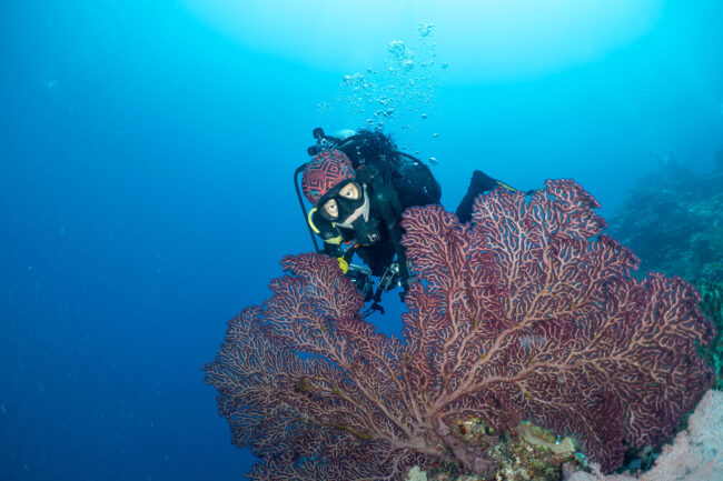 Scuba diver exploring a large purple sea fan coral at Gary’s Gut dive site on Agincourt Reef, Great Barrier Reef.