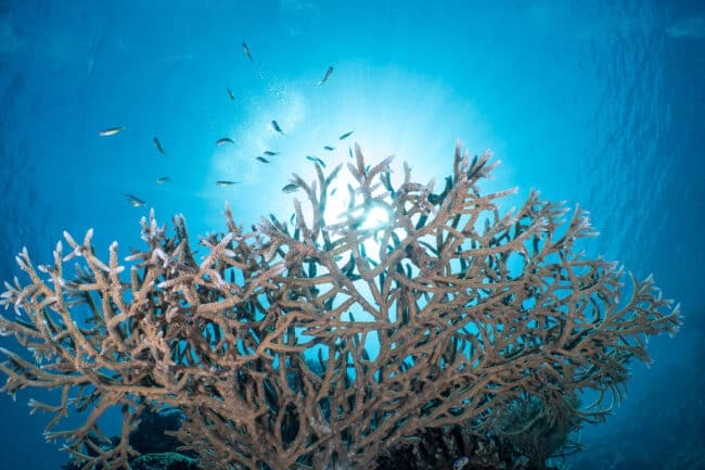 Sunlight streaming over a large staghorn coral colony with small reef fish swimming above.