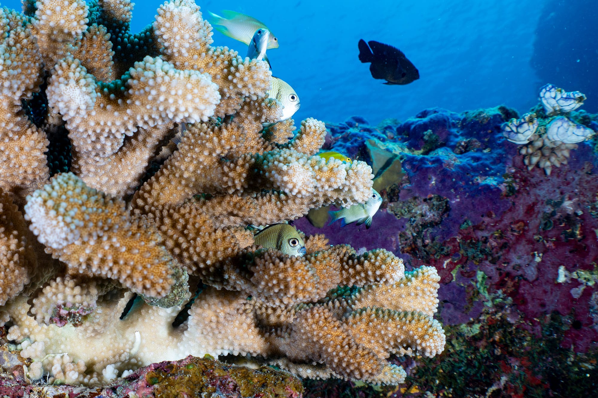 Close-up of healthy staghorn coral branches with small reef fish sheltering among the structure.