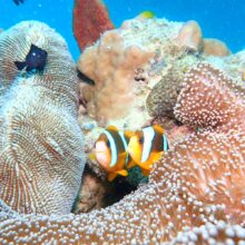 Clownfish swimming in sea anemone at Flynn Reef Great Barrier Reef during Silverswift dive trip