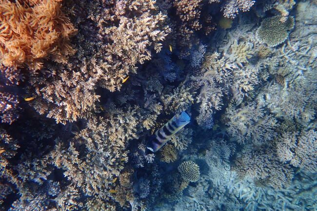 Black barred wrasse swimming over coral at Moore Reef Great Barrier Reef