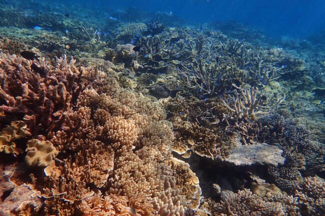Healthy hard and soft corals with reef fish at Moore Reef Cairns