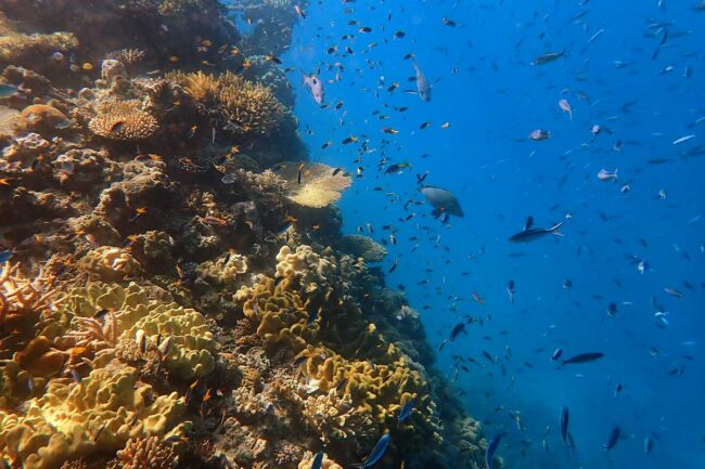 Reef wall with schooling fish at Moore Reef Great Barrier Reef
