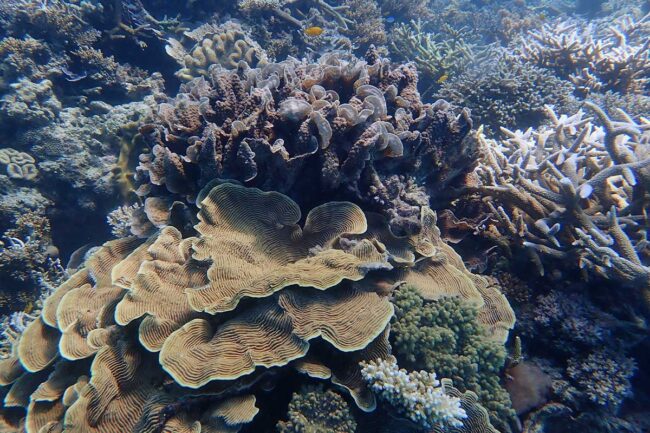 Large cabbage coral formation at Moore Reef Great Barrier Reef