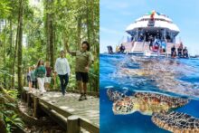 Guided walk through the Daintree Rainforest and snorkelling with a sea turtle on the Outer Great Barrier Reef from a Cairns reef tour boat