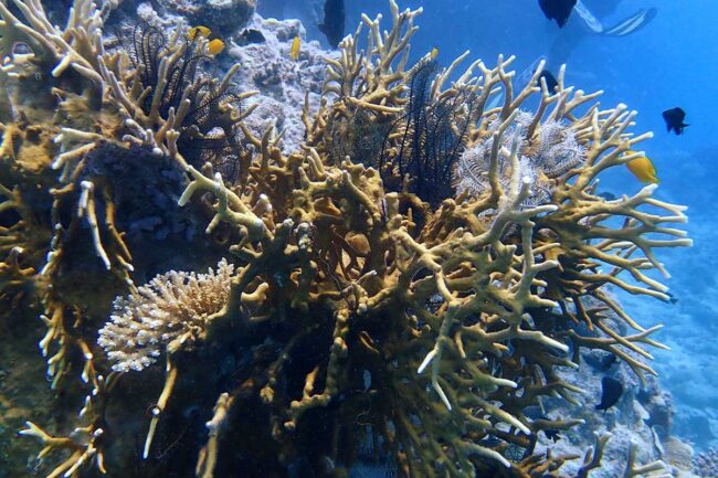 Fire coral and black coral growing together on Moore Reef