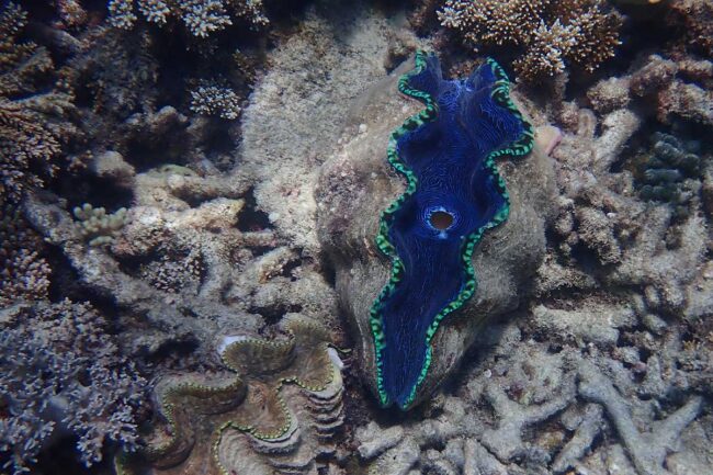 Blue giant clam on coral reef at Moore Reef Cairns