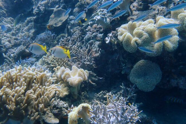 School of fusiliers and butterflyfish swimming over coral reef