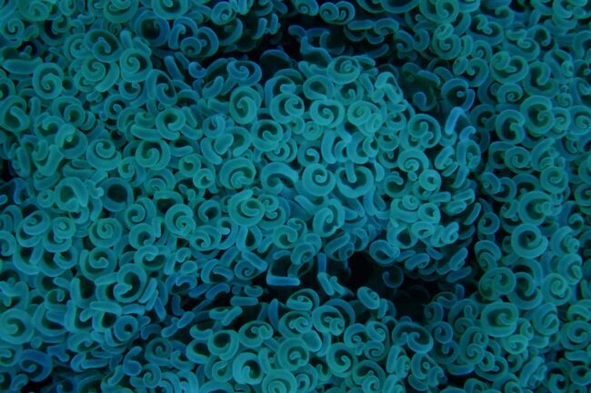 Close up of hammer coral on Great Barrier Reef Moore Reef