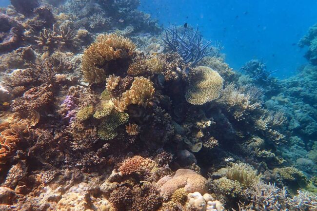 Combination of hard and soft corals at Moore Reef Great Barrier Reef