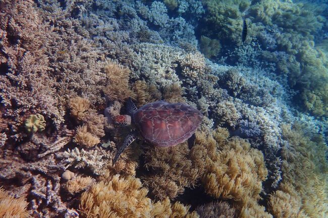 Sea turtle swimming over coral reef at Moore Reef Cairns