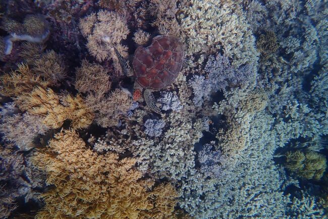 Sea turtle swimming over coral reef at Moore Reef Great Barrier Reef