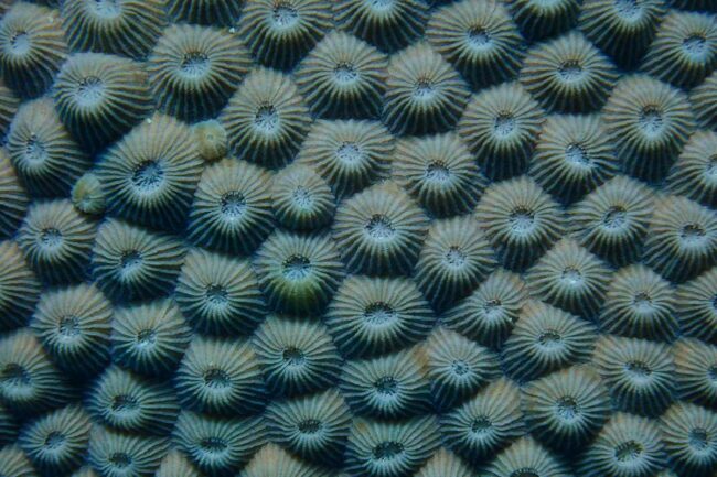 Close up of honeycomb coral pattern at Moore Reef Great Barrier Reef