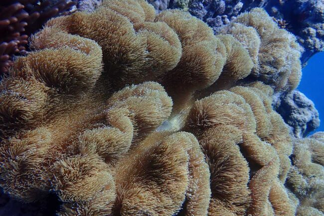 Leather coral formation on Great Barrier Reef Moore Reef