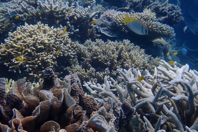 Reef fish swimming around staghorn coral at Moore Reef