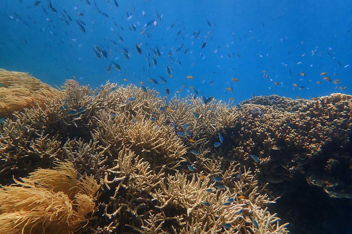 School of blue chromis fish over staghorn coral Moore Reef