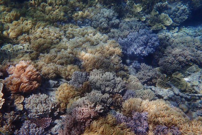 Wide view of soft and hard coral garden at Moore Reef