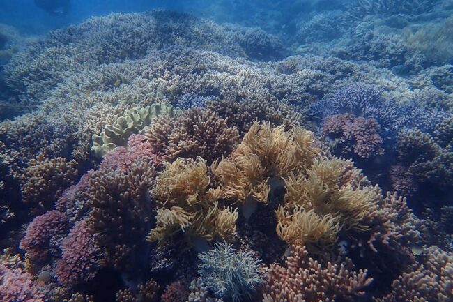Soft and hard coral growing together at Moore Reef Cairns