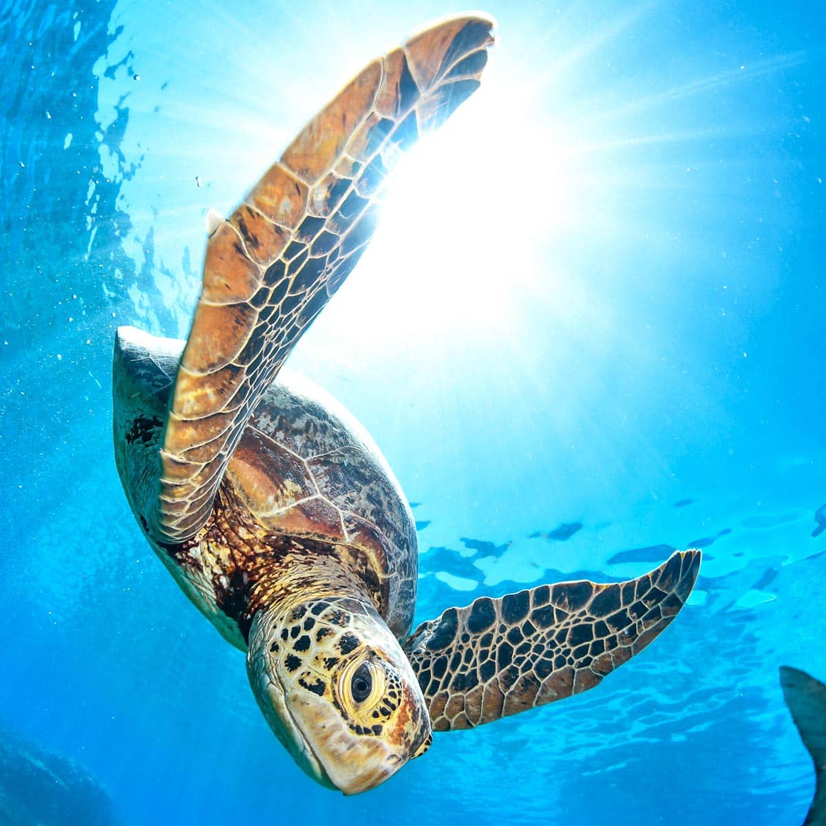Sea turtle swimming in clear blue water Great Barrier Reef Cairns