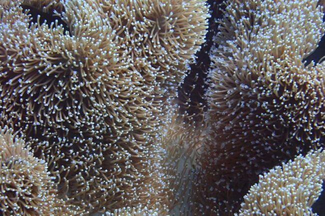 Toadstool leather coral on Great Barrier Reef Moore Reef