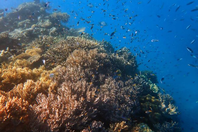Yellowtail fusiliers swimming over coral reef at Moore Reef
