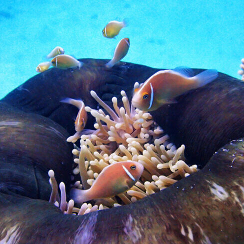 Anemonefish-Anemone photographed at Flynn reef