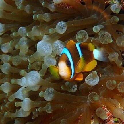 Anemone-fish swimming in Anemone